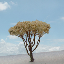 model trees